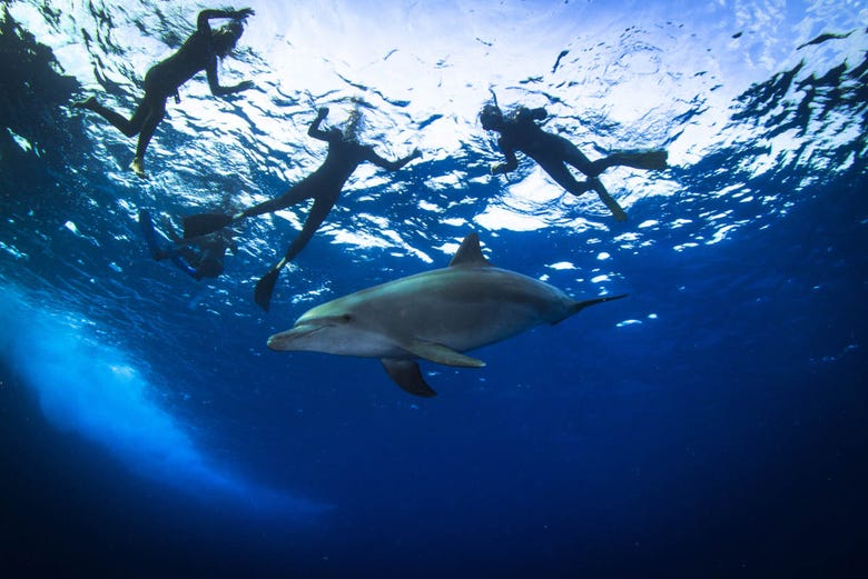 Haciendo snorkel con delfines en el sur de Kenia