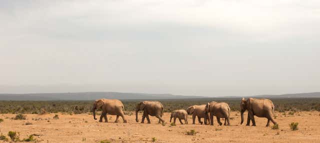 Safári pelo Parque Nacional de Tsavo East