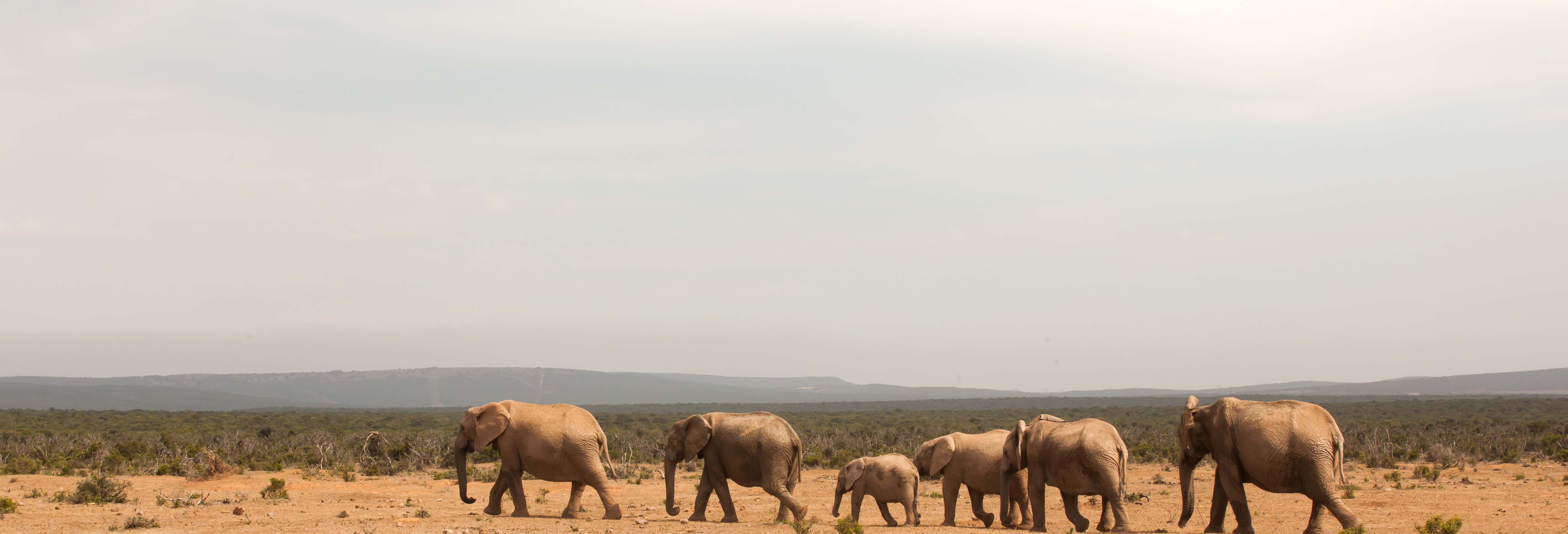 Safari nel Parco nazionale di Tsavo East