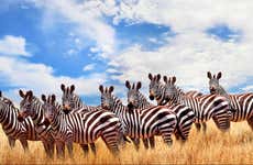 Safari de 6 días por Masái Mara, Amboseli y lago Naivasha