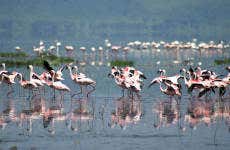 Excursión privada al lago Nakuru
