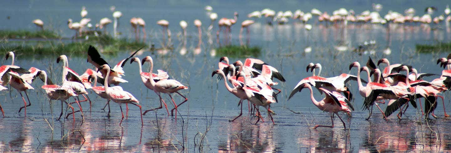 Excursão privada ao lago Nakuru
