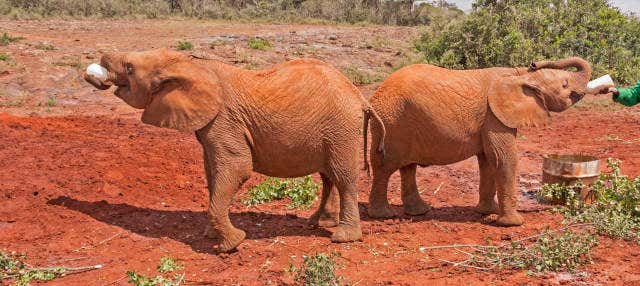 Excursión al orfanato de elefantes David Sheldrick