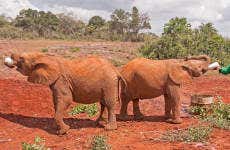 Excursión al orfanato de elefantes David Sheldrick