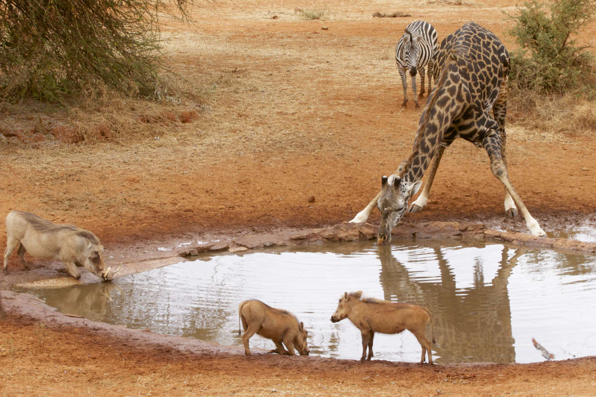 Animales Tomando Agua