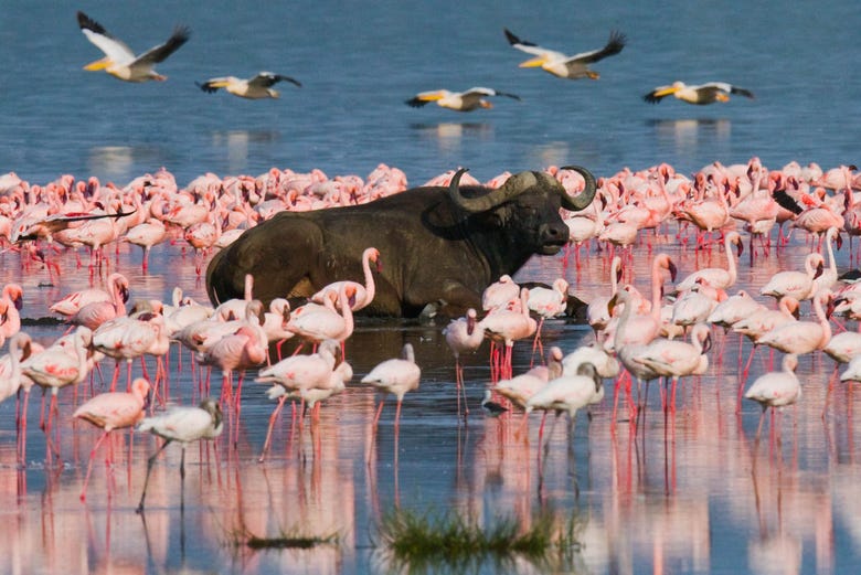Búfalo en el lago Nakuru