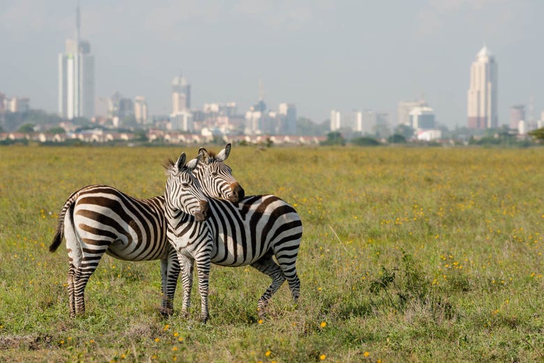 Cebras en el Parque Nacional de Nairobi