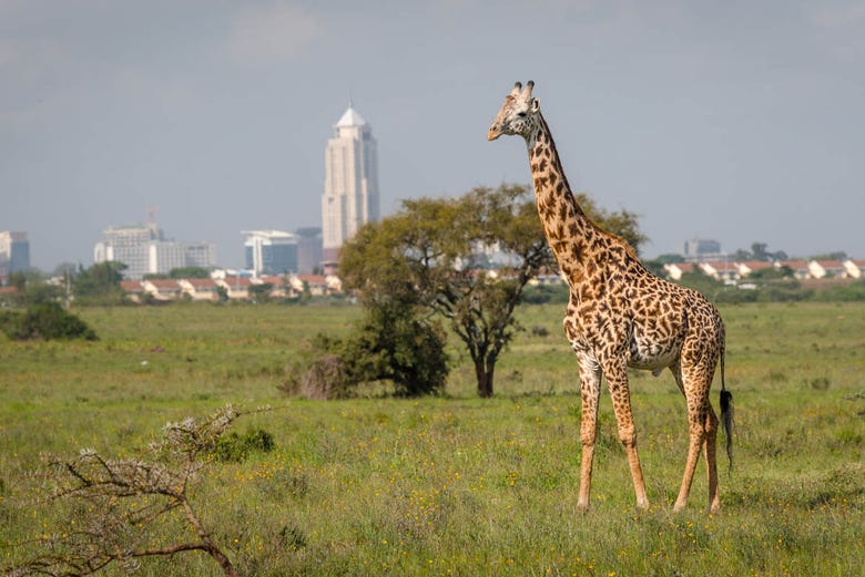 El Parque Nacional de Nairobi alberga numerosas jirafas
