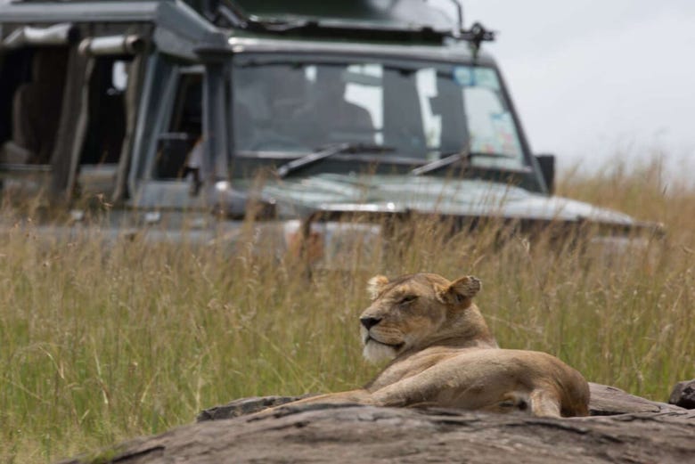Lion in Masai Mara
