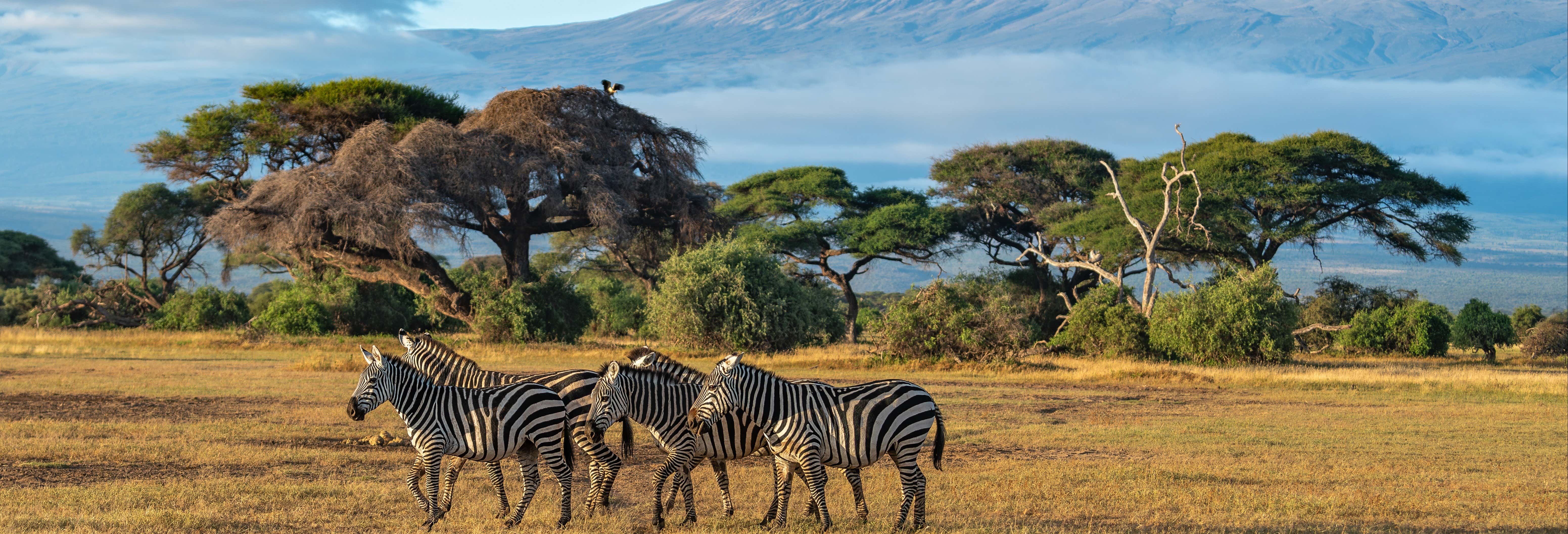 Safari de 2 días por el Parque Nacional de Amboseli