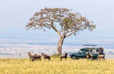 Safári de 3 dias por Masai Mara
