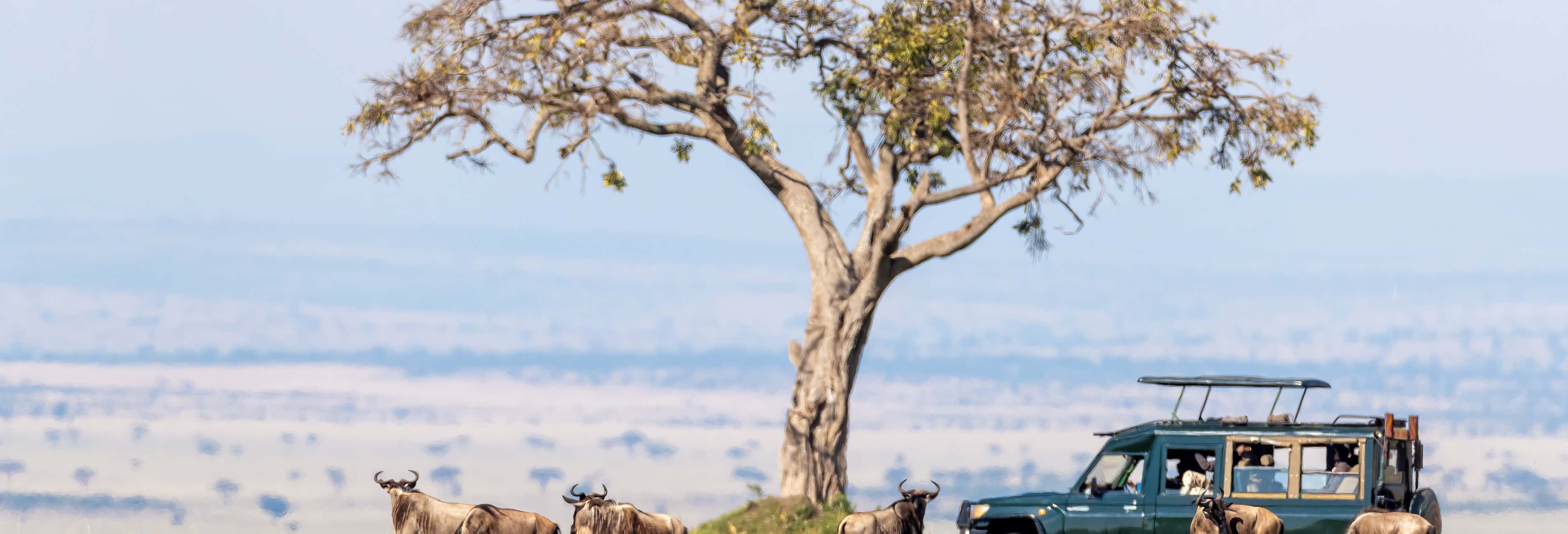Safari de 3 días por Masái Mara