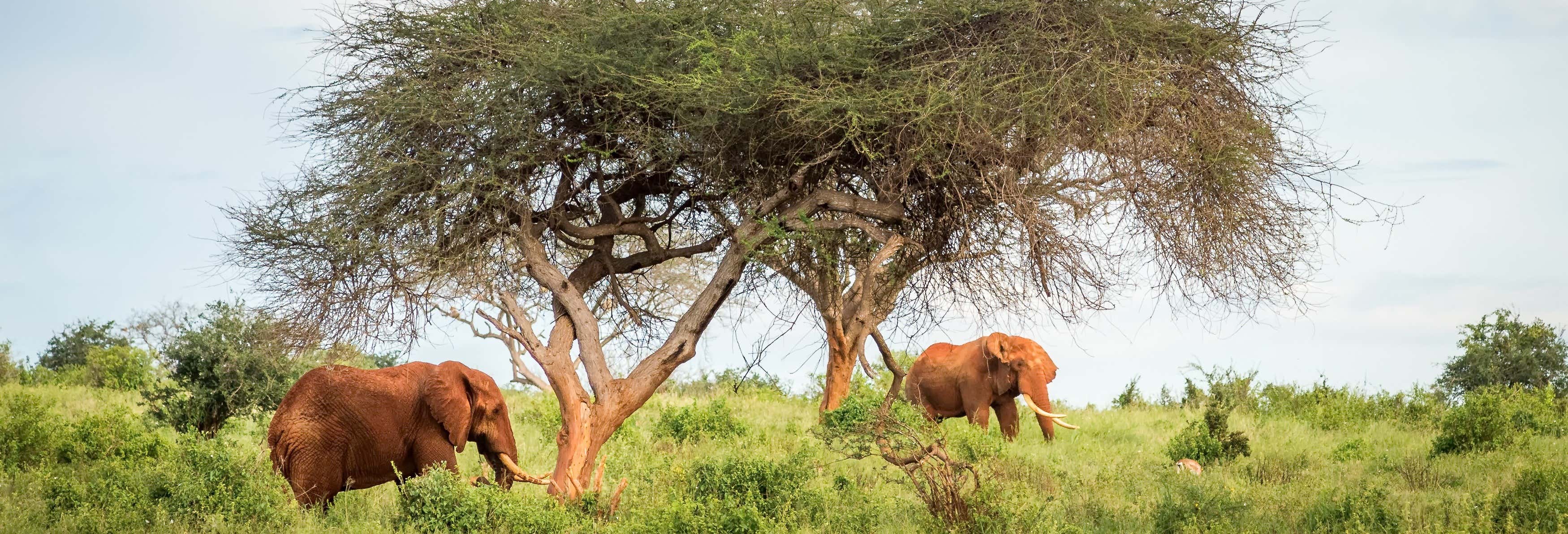 Safári pelo Parque Nacional de Nairobi