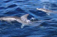 Avistamento de golfinhos em Watamu + Snorkel