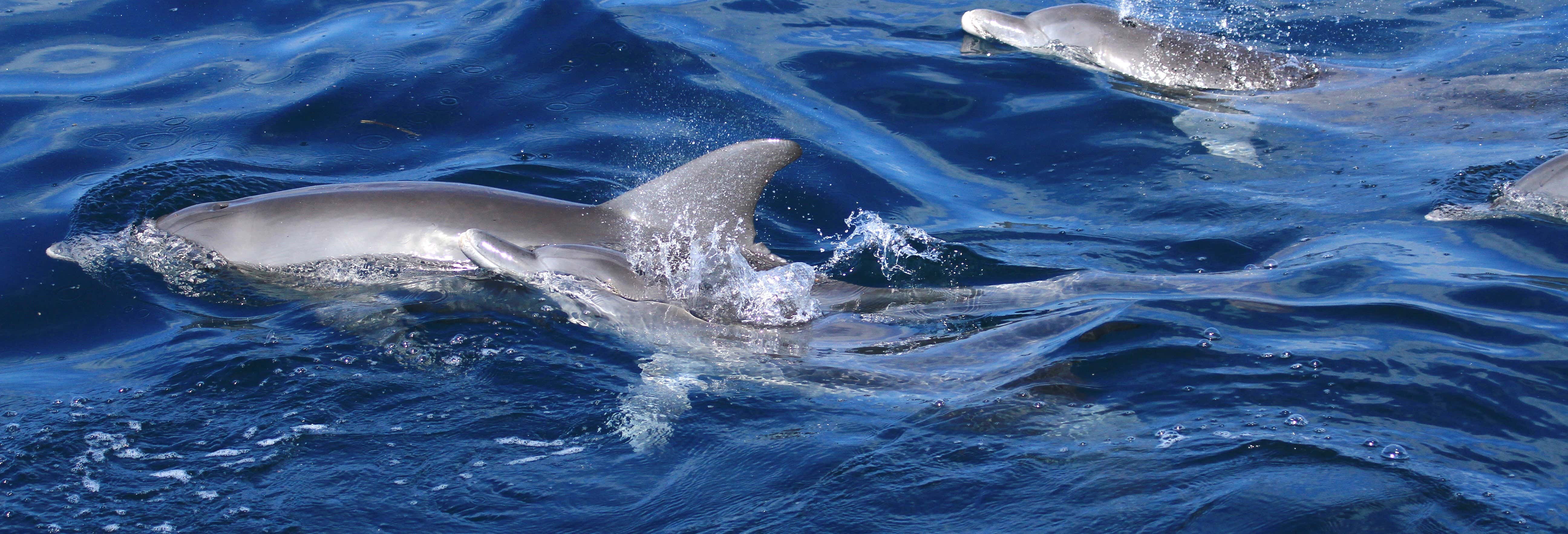Avistamiento de delfines en Watamu + Snorkel