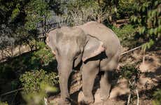 Visita ao Mekong Elephant Park