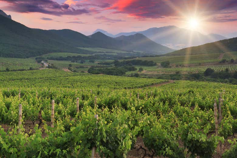 Wine Tour of Beqaa Valley from Beirut Book at