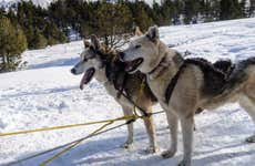 Paseo en trineo de perros husky