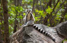 Excursión privada a las reservas de Analamazoatra y Vakona