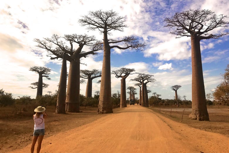 Paseando por la Avenida de los Baobabs