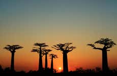 Tour del Viale dei Baobab al tramonto