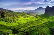 Excursión a las Cameron Highlands