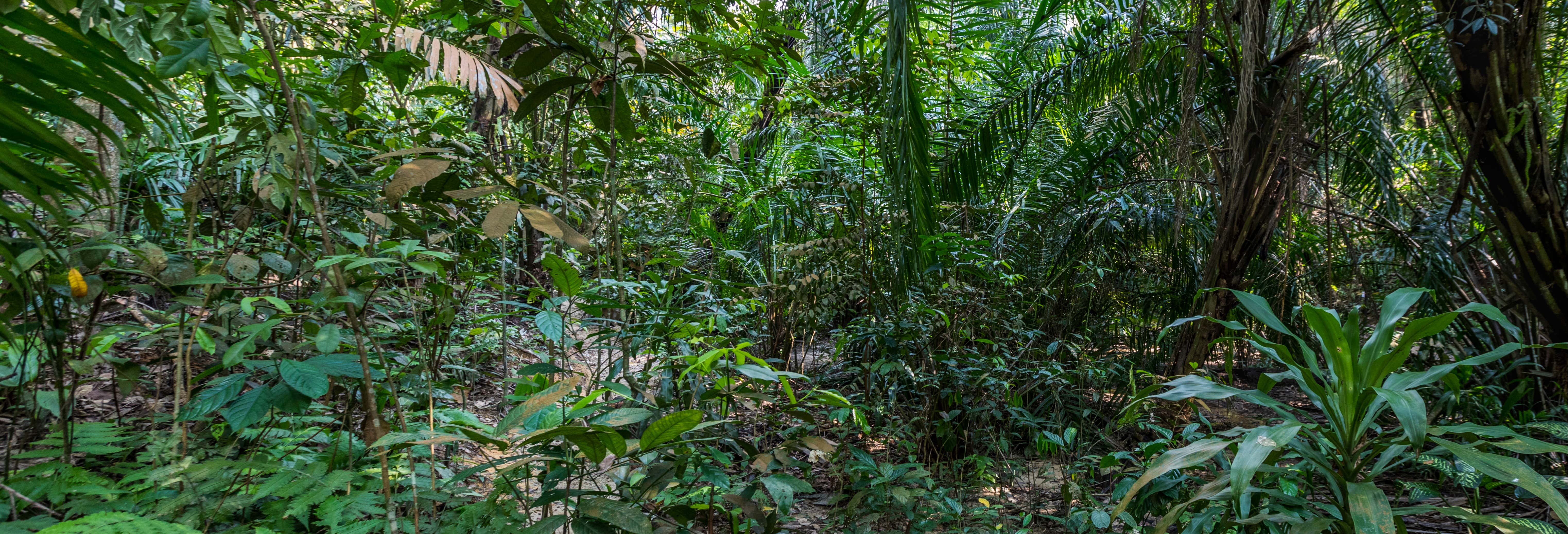 Excursión a las selvas de Kuala Lumpur