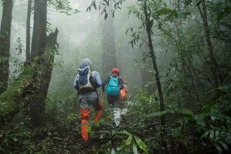 Trekking nella giungla della Malesia