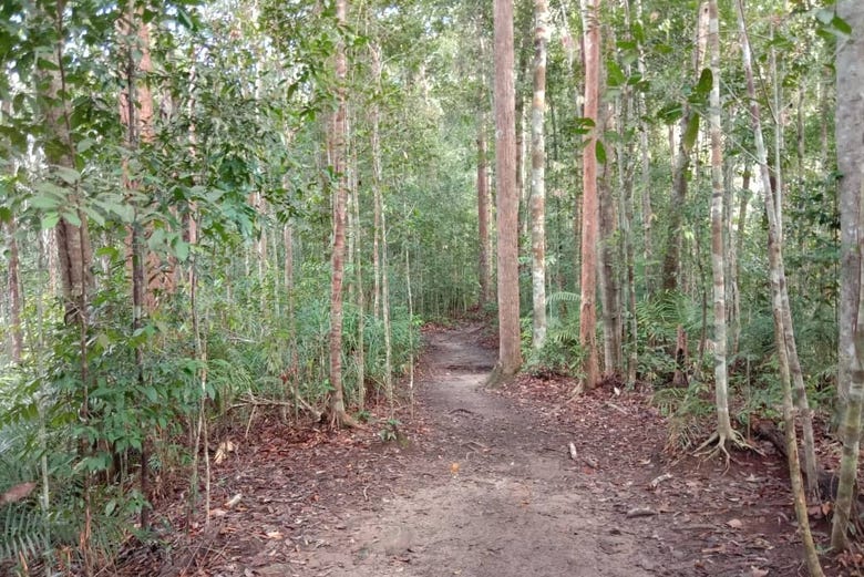 Jungle Taman Negara