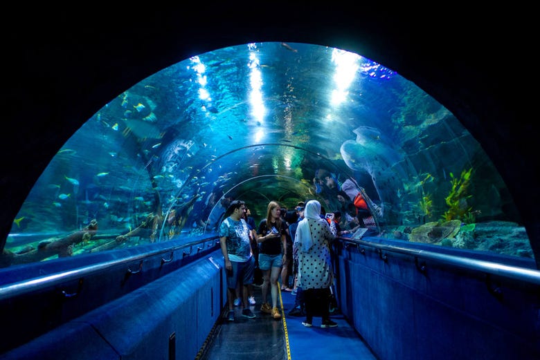 Tunnel en verre dans l'aquarium