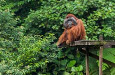Excursión a Kubah + Matang Wildlife Centre