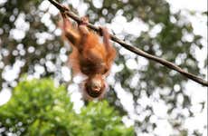 Semenggoh Wildlife Centre + Santuario de cocodrilos