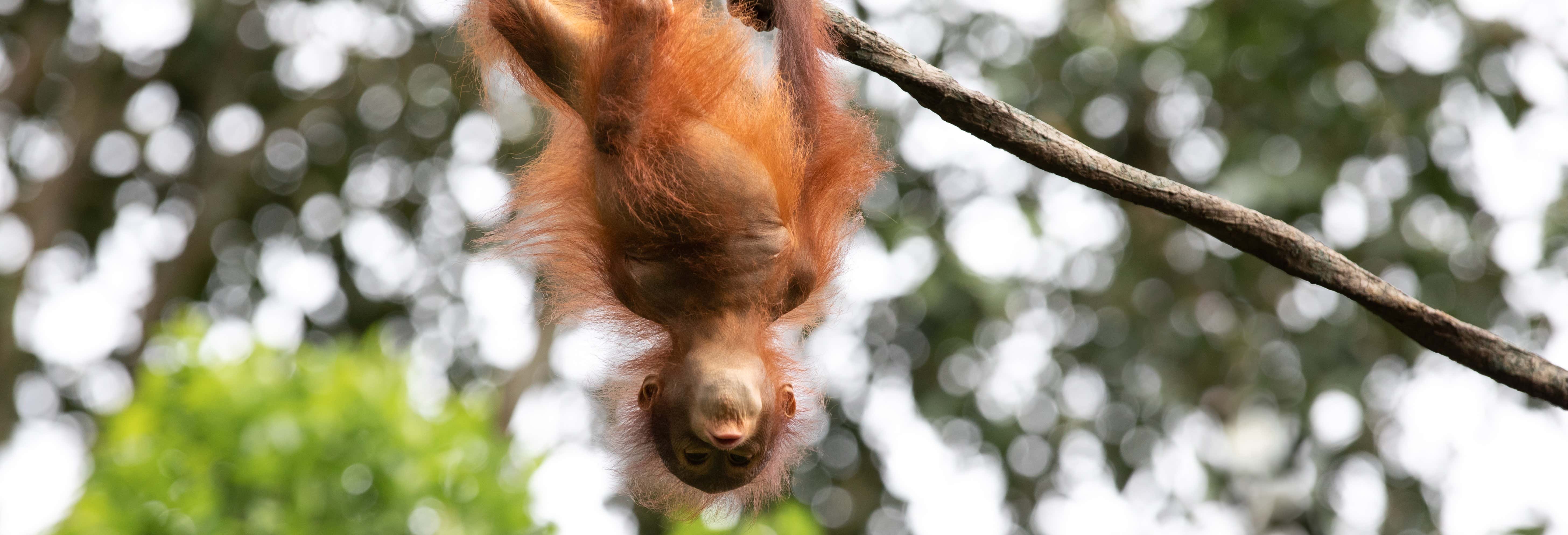 Semenggoh Wildlife Centre + Santuario di coccodrilli