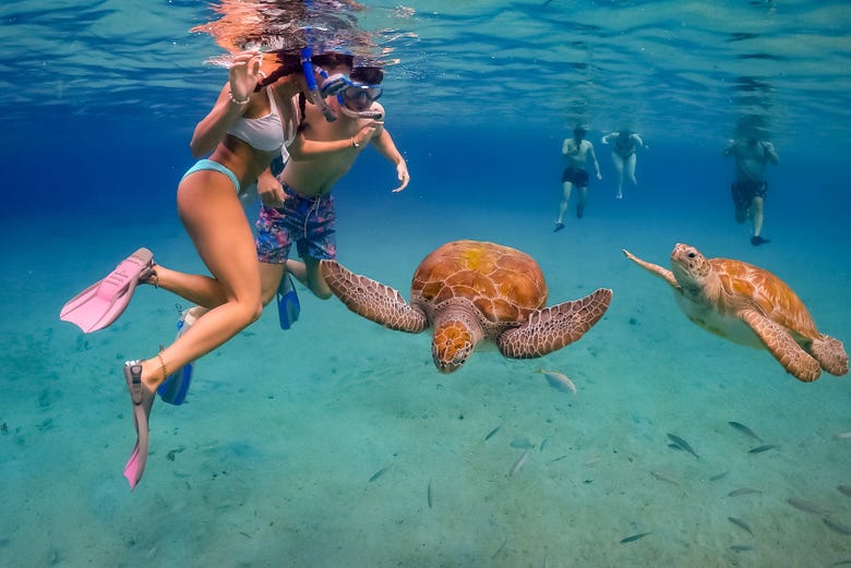 Nadando junto a tortugas marinas