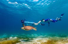 Snorkel con tortugas y mantarrayas