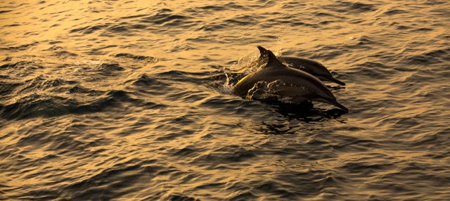 Avvistamento di delfini a Dhiffushi