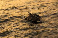 Observation de dauphins à Dhiffushi