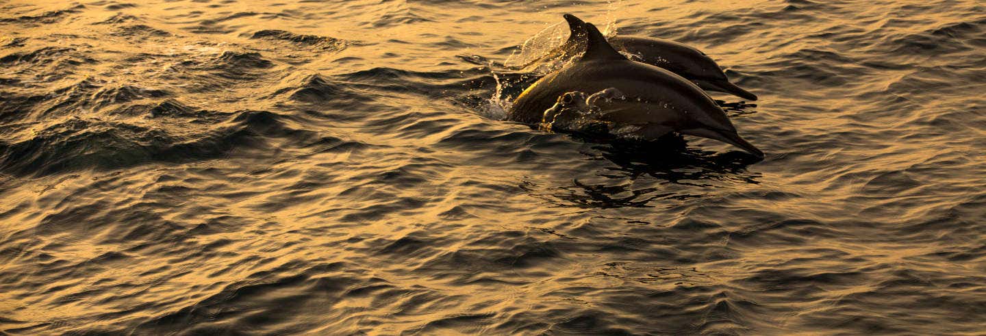 Avistamento de golfinhos em Dhiffushi