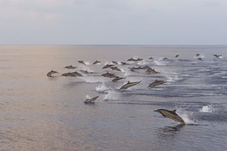 Golfinhos nadando livremente em Dhiffushi