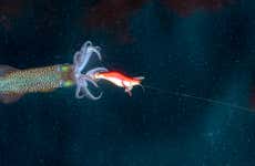 Pesca noturna em Dhiffushi