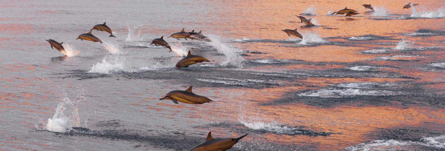 Avistamiento de delfines en Huraa