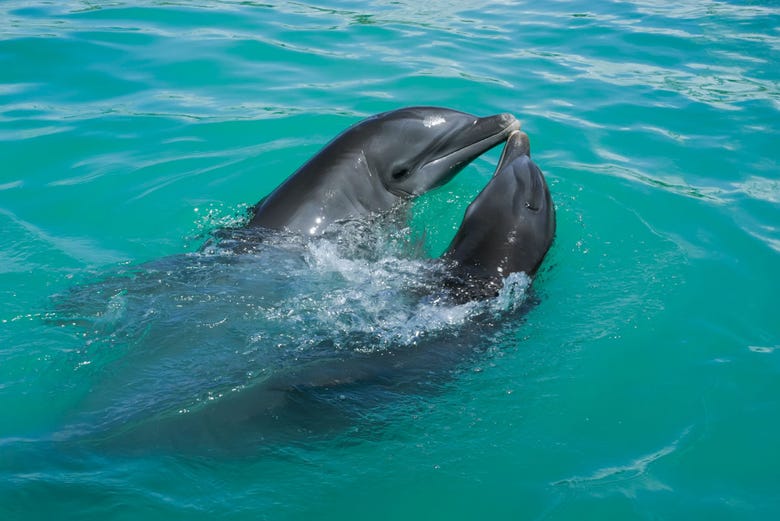 Delfines en Huraa