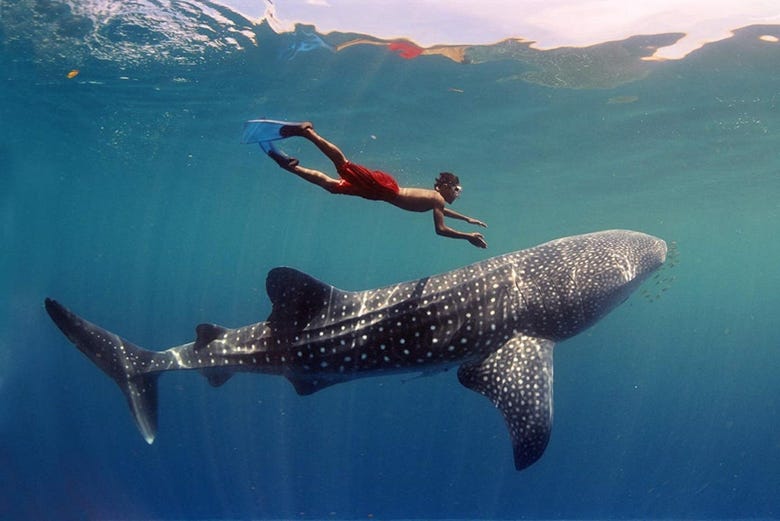 Nadando junto al tiburón ballena