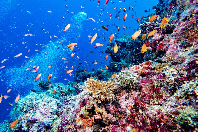 Recife de corais em Maafushi