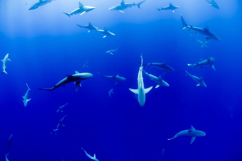 Tubarões em Maafushi