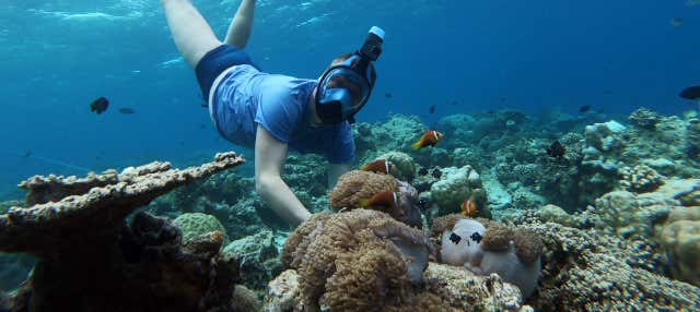 Snorkel en Maafushi + Avistamiento de delfines