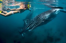 Snorkel con tiburones ballena y mantarrayas