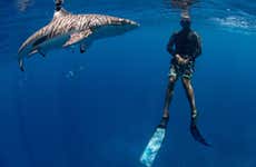 Snorkel con tiburones y tortugas + Barco hundido