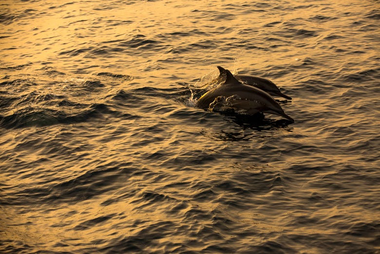 Delfini al tramonto