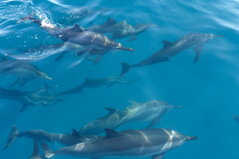 Delfines en Malé